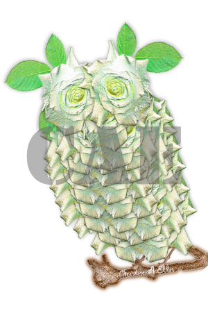 Rosey Owl